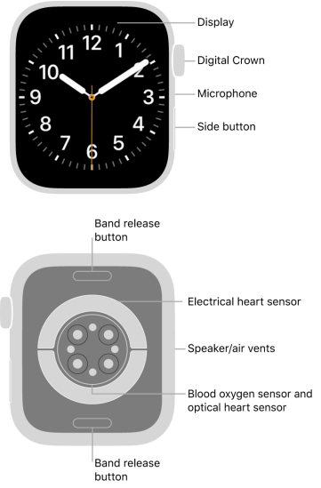 Apple Watch User Guide for watchOS 10 2